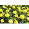 【高成活率！】?jī)?yōu)質(zhì)萬(wàn)壽菊供應(yīng)++萬(wàn)壽菊批發(fā)價(jià)格++青州萬(wàn)壽菊